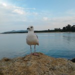 Seagull