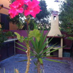 Fiori