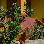 esterno giardino