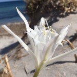 Giglio sulla spiaggia